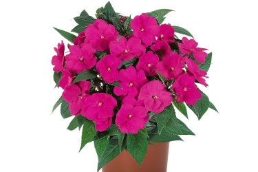Impatiens-Tamarinda-Hot Rose -Variety-Thumbnail.jpg